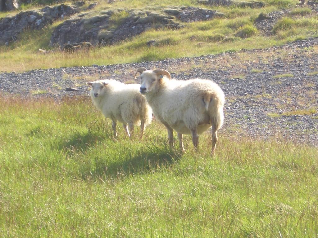 Lon Thorgeirsstadir